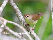 819A8608Swainson's_Warbler