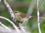 819A8631Swainson's_Warbler