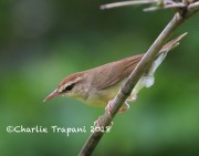 819A8654Swainson's_Warbler