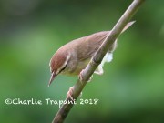 819A8656Swainson's_Warbler