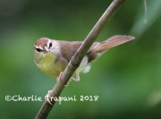 819A8659Swainson's_Warbler