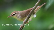 819A8660Swainson's_Warbler