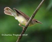 819A8667Swainson's_Warbler