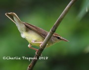819A8668Swainson's_Warbler