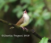 819A8685Swainson's_Warbler