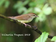 819A8689Swainson's_Warbler