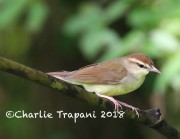 819A8692Swainson's_Warbler