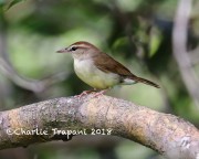 819A8700Swainson's_Warbler