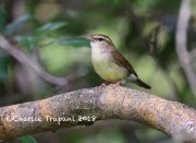 819A8710Swainson's_Warbler