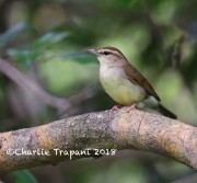 819A8711Swainson's_Warbler