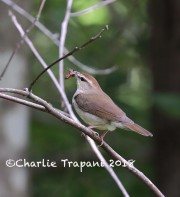 819A8724Swainson's_Warbler