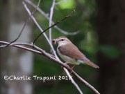 819A8726Swainson's_Warbler