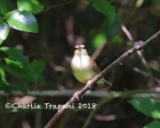 819A8742Swainson's_Warbler