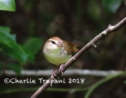 819A8746Swainson's_Warbler