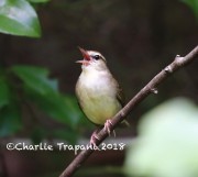 819A8753Swainson's_Warbler