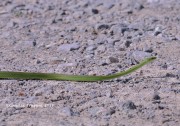 819A8796Green_Tree_Snake