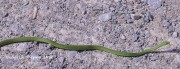 819A8799Green_Tree_Snake