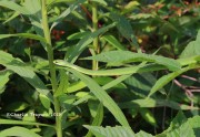 819A8810Green_Tree_Snake