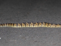 819A8805Black-tailed_Rattlesnake 819A8805Black-tailed_Rattlesnake