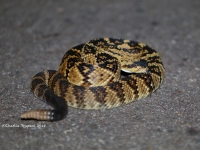 819A8813Black-tailed_Rattlesnake 819A8813Black-tailed_Rattlesnake