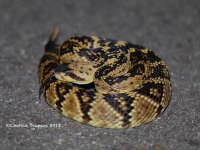 819A8816Black-tailed_Rattlesnake 819A8816Black-tailed_Rattlesnake