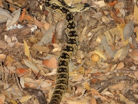 819A8821Black-tailed_Rattlesnake 819A8821Black-tailed_Rattlesnake