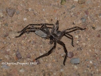 819A8826Wolf_Spider 819A8826Wolf_Spider