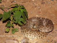 819A8844Western_Diamondback_Rattlesnake 819A8844Western_Diamondback_Rattlesnake