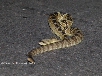 819A8861Black-tailed_Rattlesnake 819A8861Black-tailed_Rattlesnake
