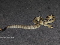 819A8862Black-tailed_Rattlesnake 819A8862Black-tailed_Rattlesnake
