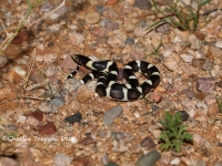 819A8871Long-nosed_Snake 819A8871Long-nosed_Snake