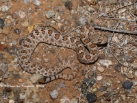 819A8888Mohave_Rattlesnake 819A8888Mohave_Rattlesnake