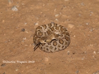 819A8918Baby_Mohave 819A8918Baby_Mohave