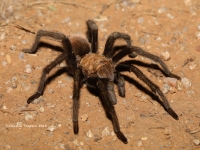 819A8928Blonde_Tarantula 819A8928Blonde_Tarantula
