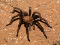 819A8932Blonde_Tarantula 819A8932Blonde_Tarantula