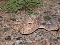 819A8946Sidewinder_Rattlesnake 819A8946Sidewinder_Rattlesnake