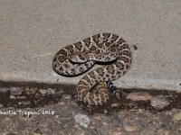 819A8993Diamondback_Rattlesnake 819A8993Diamondback_Rattlesnake