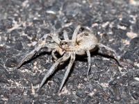 819A8999Spider