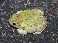 819A9002Spadefoot