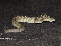 819A9017Black-tailed_Rattlesnake 819A9017Black-tailed_Rattlesnake