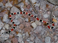 819A9021Coralsnake 819A9021Coralsnake