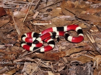 819A9051Coral_Dark_Red_Hue 819A9051Coral_Dark_Red_Hue