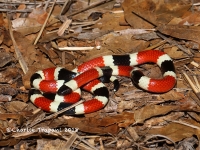 819A9051Coralsnake 819A9051Coralsnake
