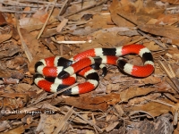 819A9054Coralsnake 819A9054Coralsnake