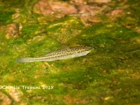 819A9062Fish_off_Ruby_Road_AZ 819A9062Fish_off_Ruby_Road_AZ