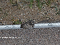 819A9069Common-poor-will 819A9069Common-poor-will