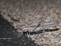 819A9071Locus 819A9071Locus