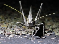 819A9075Locus 819A9075Locus