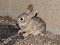 819A9078Baby_Rabbit 819A9078Baby_Rabbit