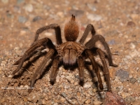 819A9091Desert_Blonde_Tarantula 819A9091Desert_Blonde_Tarantula